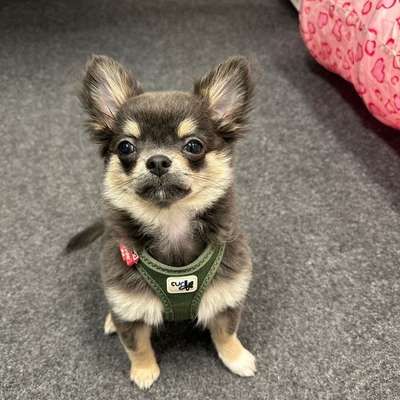 Hundetreffen-Suchen kleine Welpen zum Spielen-Bild