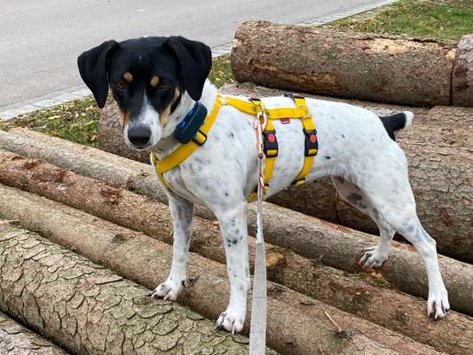 Hund aus dem Spanischen Tierschutz-Beitrag-Bild