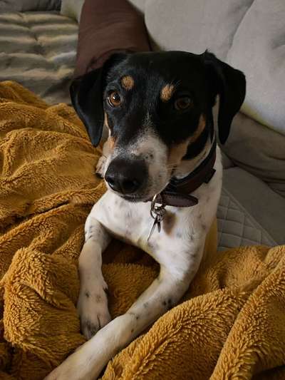 Ratonero Bodeguero Andaluz-Beitrag-Bild