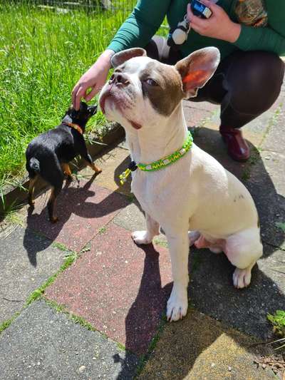 Seltene Rassen!-Beitrag-Bild