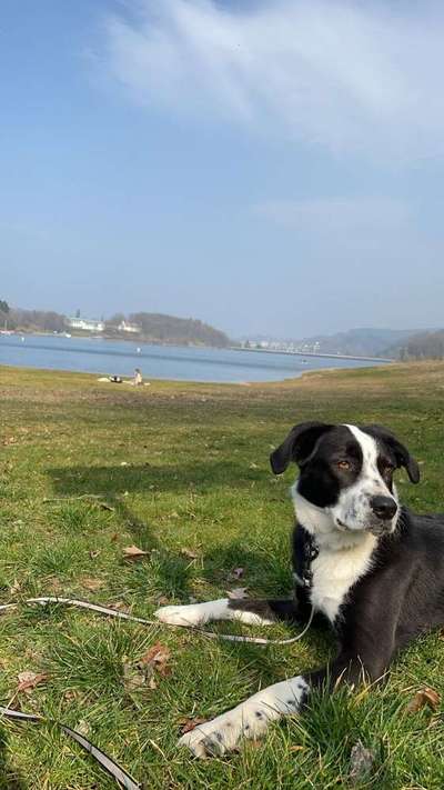 Hunde aus Griechenland-Beitrag-Bild