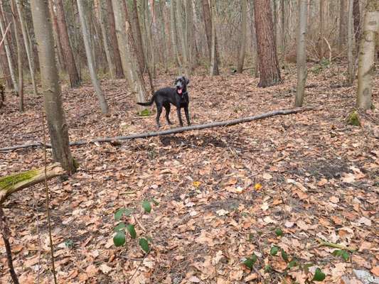 Hundetreffen-Spazieren, spielen, toben....-Bild