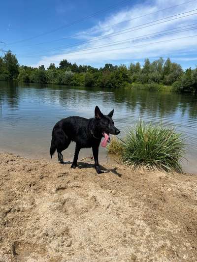 Hundeauslaufgebiet-Hundestrand Parkstetten-Bild