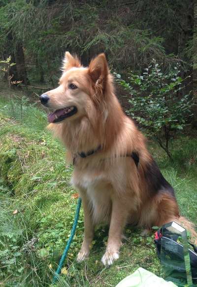 Mischlingshunde Foto Aufruf-Beitrag-Bild