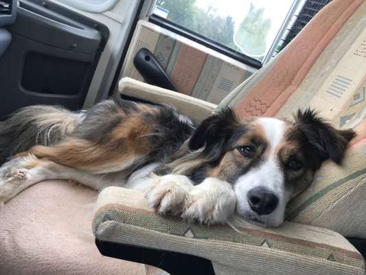 Mischlingshunde Foto Aufruf-Beitrag-Bild