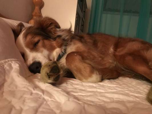 Gemeinsames Kuscheln im Bett!-Beitrag-Bild