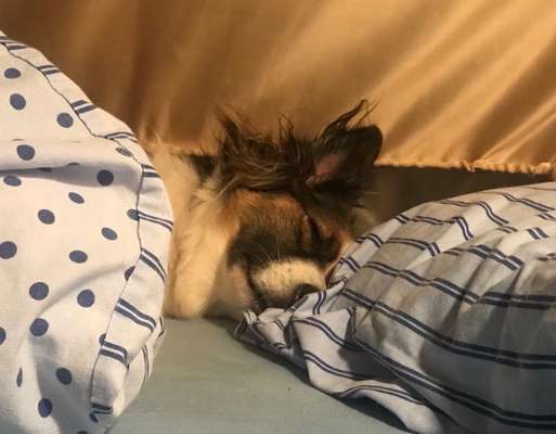 Gemeinsames Kuscheln im Bett!-Beitrag-Bild