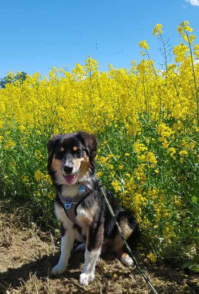 Die Dogorama Monats Challenge "Es grünt und blüht"-Beitrag-Bild