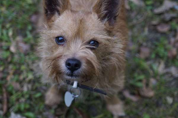 Dein Hund im Dogorama-Kalender 2021-Beitrag-Bild