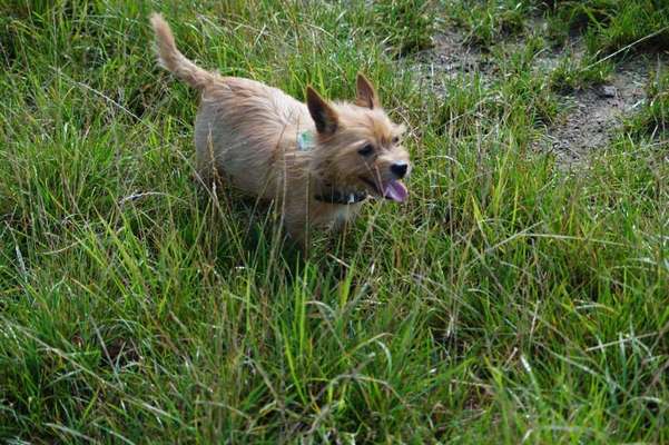 Dein Hund im Dogorama-Kalender 2021-Beitrag-Bild