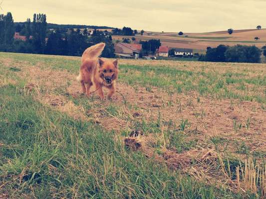 Dein Hund im Dogorama-Kalender 2021-Beitrag-Bild