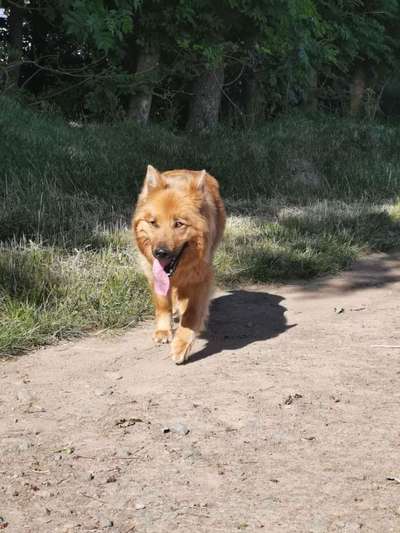 Dein Hund im Dogorama-Kalender 2021-Beitrag-Bild