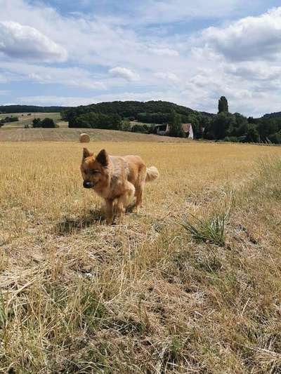 Dein Hund im Dogorama-Kalender 2021-Beitrag-Bild