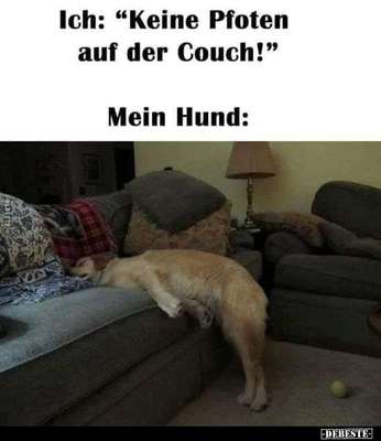 Hunde Memes-Beitrag-Bild