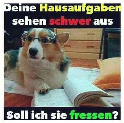 Hunde Memes-Beitrag-Bild