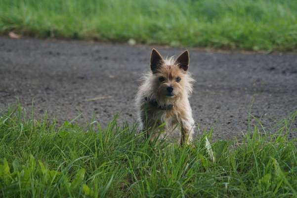Dein Hund im Dogorama-Kalender 2021-Beitrag-Bild