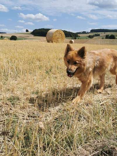 Dein Hund im Dogorama-Kalender 2021-Beitrag-Bild