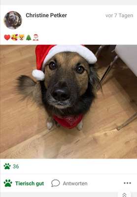 Challenge Nr. 8  Dein Hund im Weihnachtslook-Beitrag-Bild