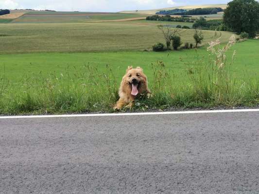 Dein Hund im Dogorama-Kalender 2021-Beitrag-Bild