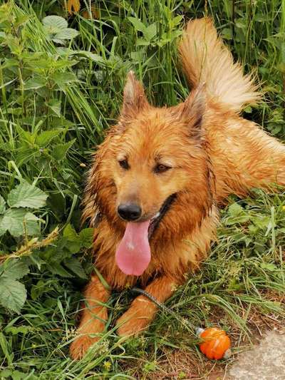 Dein Hund im Dogorama-Kalender 2021-Beitrag-Bild