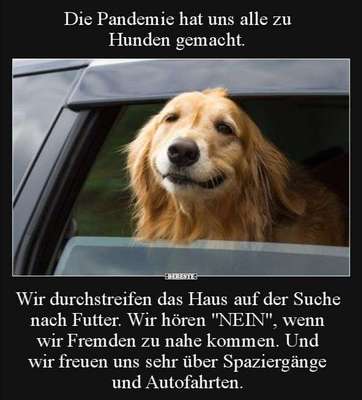 Hunde Memes-Beitrag-Bild