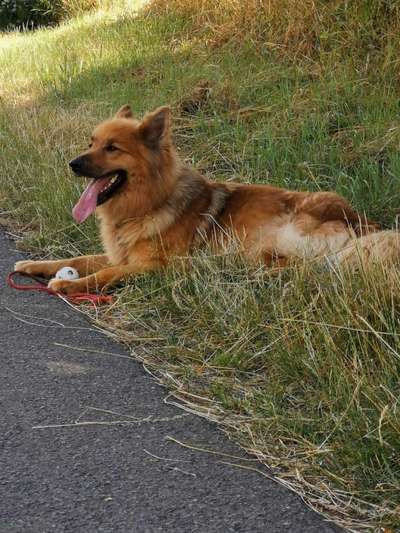 Dein Hund im Dogorama-Kalender 2021-Beitrag-Bild