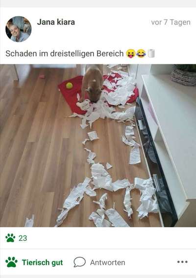 Challenge Nr. 12: Die größten Dummheiten eurer Hunde-Beitrag-Bild