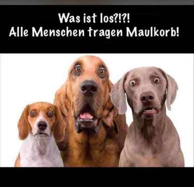 Hunde Memes-Beitrag-Bild