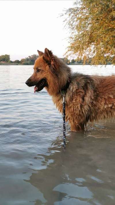 Dein Hund im Dogorama-Kalender 2021-Beitrag-Bild