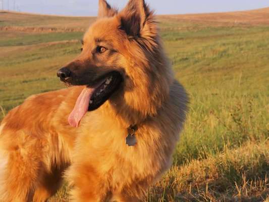 Dein Hund im Dogorama-Kalender 2021-Beitrag-Bild