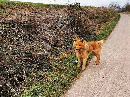 Dein Hund im Dogorama-Kalender 2021-Beitrag-Bild