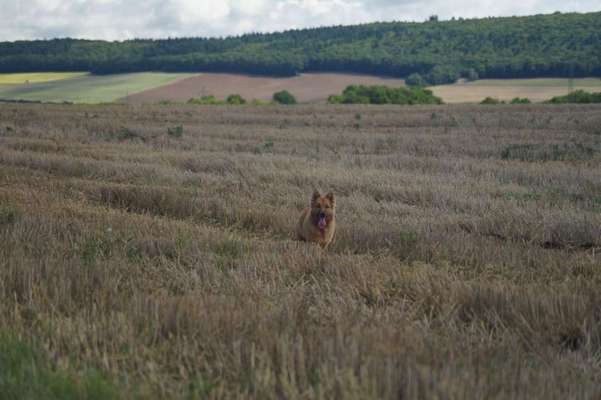 Dein Hund im Dogorama-Kalender 2021-Beitrag-Bild