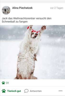 Challenge Nr. 8  Dein Hund im Weihnachtslook-Beitrag-Bild