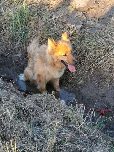 Dein Hund im Dogorama-Kalender 2021-Beitrag-Bild