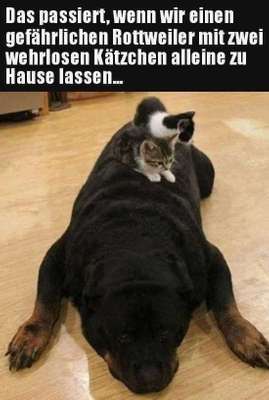Hunde Memes-Beitrag-Bild