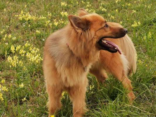 Dein Hund im Dogorama-Kalender 2021-Beitrag-Bild