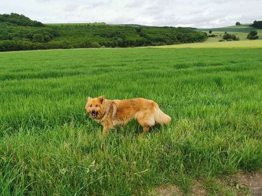 Dein Hund im Dogorama-Kalender 2021-Beitrag-Bild
