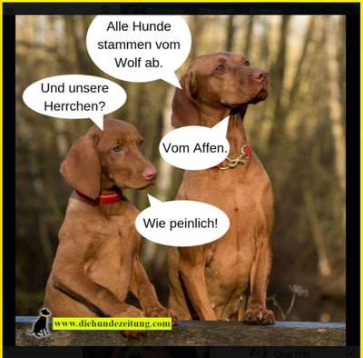 Hunde Memes-Beitrag-Bild