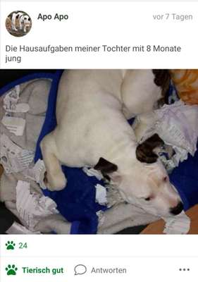 Challenge Nr. 12: Die größten Dummheiten eurer Hunde-Beitrag-Bild