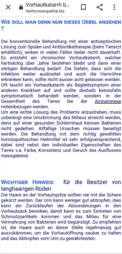 Präputialkatarrh – Vorhautentzündung bei Rüden-Beitrag-Bild