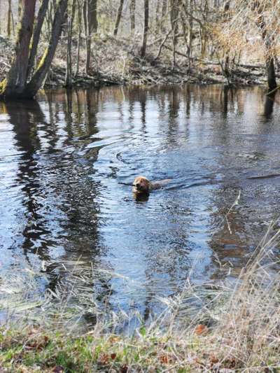 Dein Hund im Dogorama-Kalender 2021-Beitrag-Bild