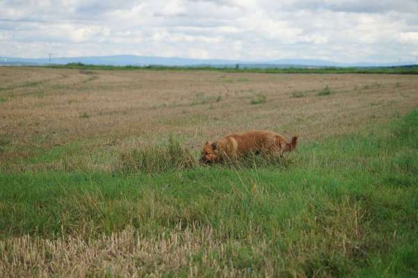 Dein Hund im Dogorama-Kalender 2021-Beitrag-Bild