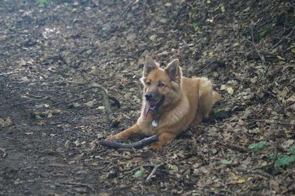 Dein Hund im Dogorama-Kalender 2021-Beitrag-Bild