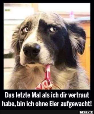 Hunde Memes-Beitrag-Bild