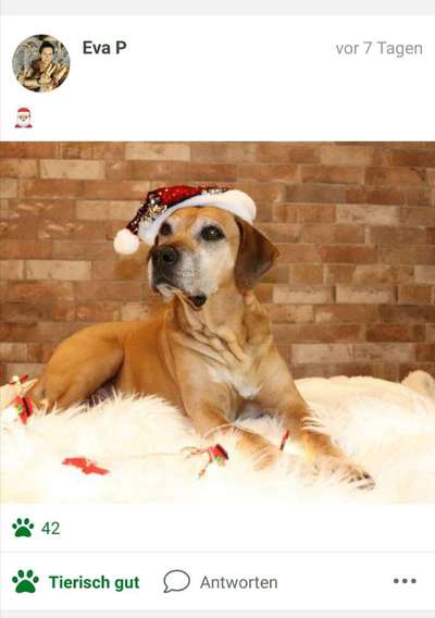 Challenge Nr. 8  Dein Hund im Weihnachtslook-Beitrag-Bild