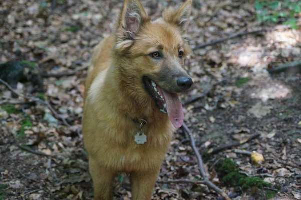 Dein Hund im Dogorama-Kalender 2021-Beitrag-Bild