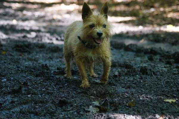 Dein Hund im Dogorama-Kalender 2021-Beitrag-Bild