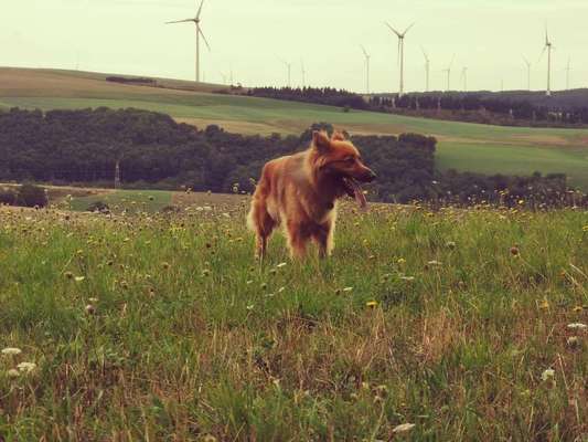 Dein Hund im Dogorama-Kalender 2021-Beitrag-Bild