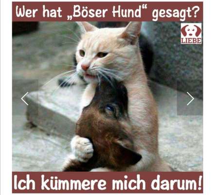 Hunde Memes-Beitrag-Bild