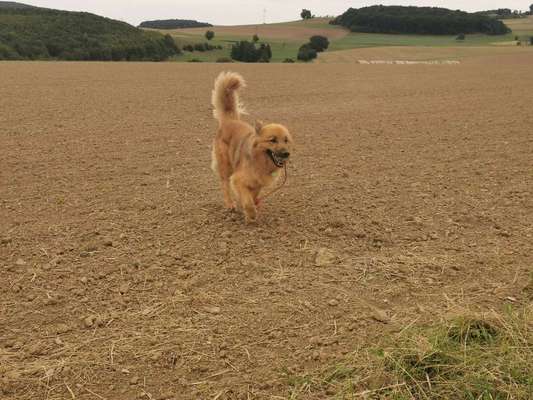 Dein Hund im Dogorama-Kalender 2021-Beitrag-Bild